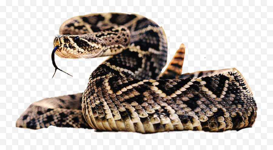 Snake Rattlesnake Sticker - Rattlesnakes On Plane Wheels Emoji,Rattlesnake Emoji