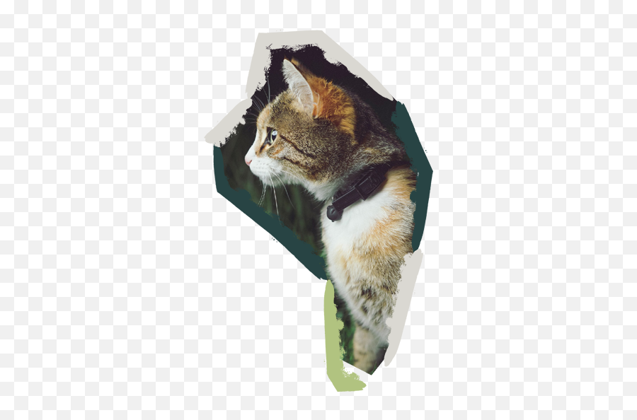 Clumping Coconut Cat Litter - Vivo Y83 Lock Screen Cat Emoji,Cat Using Litter Box Emoticon