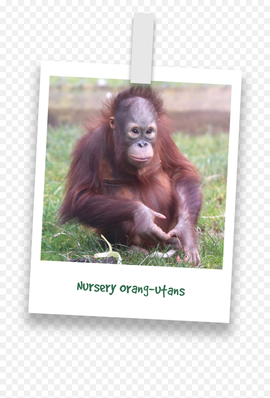 25 Mimi - Picture Frame Emoji,Orangutan Showing Emotions