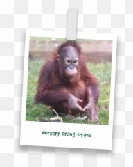 25 Mimi - Picture Frame Emoji,Orangutan Showing Emotions