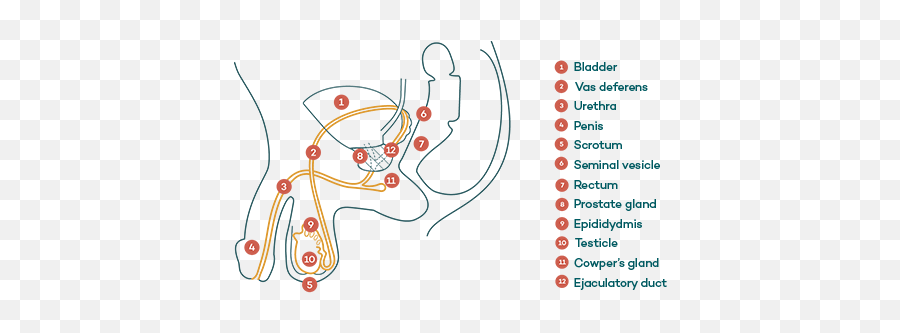 Scrotal Lumps - Dot Emoji,Swollen Testicles Emotions