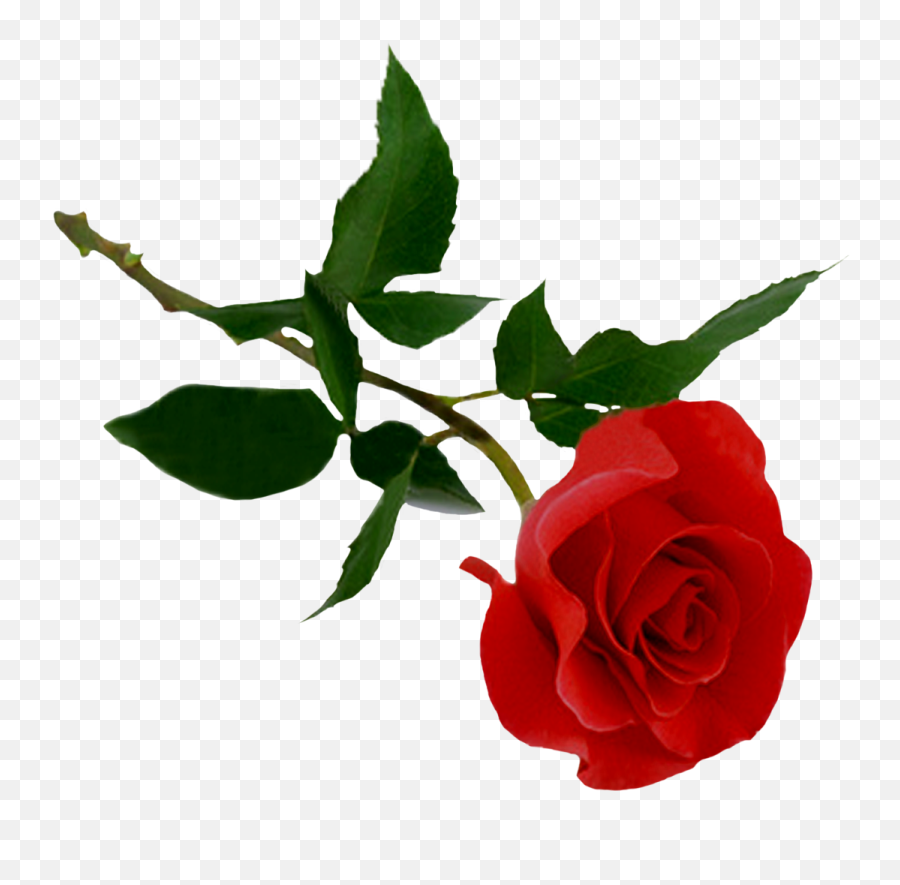 Free Red Rose Transparent Background Download Free Clip Art - Transparent Background Rose Clipart Emoji,Emoji With Red Flower Tag