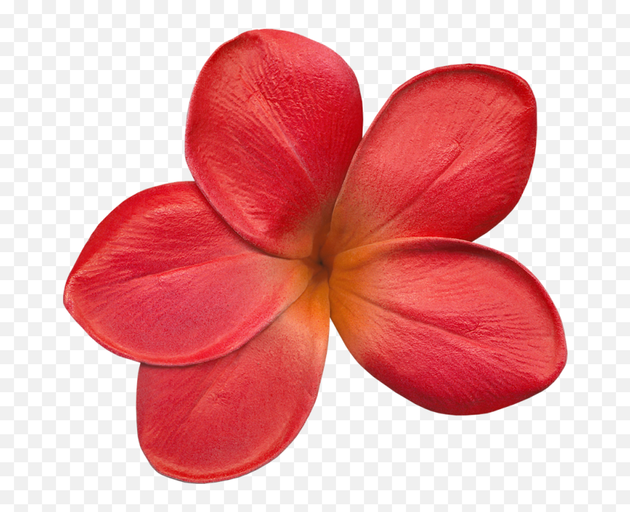 Flower Transparent Png Image - Freepngdesigncom Frangipani Emoji,High Resolution Flower Emoji