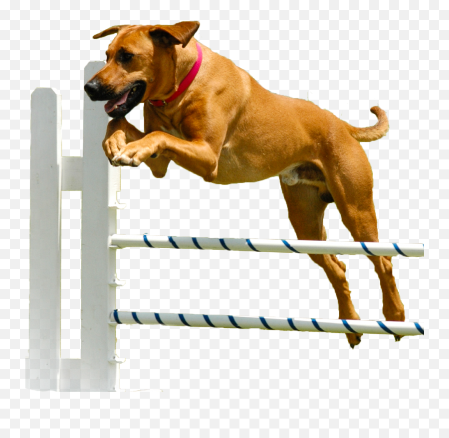 Dog Is Jumping Over The Barricades Free - Hurdle Emoji,Emoticons Jumoing Over Barricades