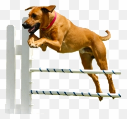 Dog Is Jumping Over The Barricades Free - Hurdle Emoji,Emoticons Jumoing Over Barricades