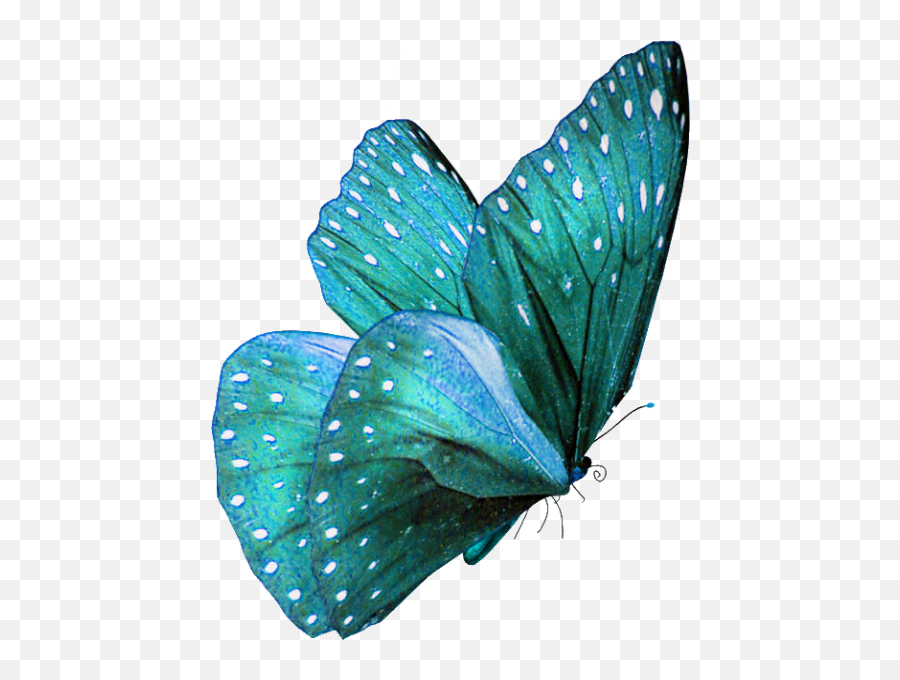 610 Papillon Sacre Bleu Ideas - Transparent Butterfly Effect Png Emoji,Emotion Butterflies