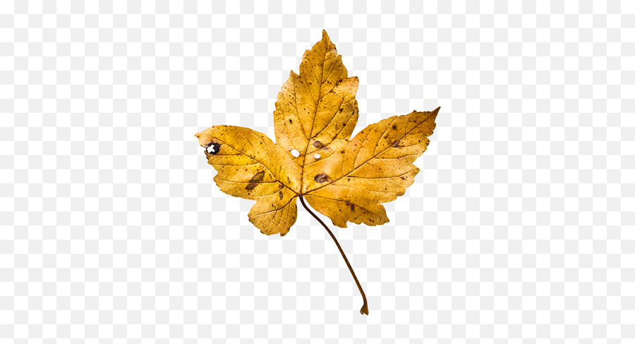 Autumn Fall Leaves Leaf Sticker By Constance Keller - Plant Pathology Emoji,Fall Leaf Emoji