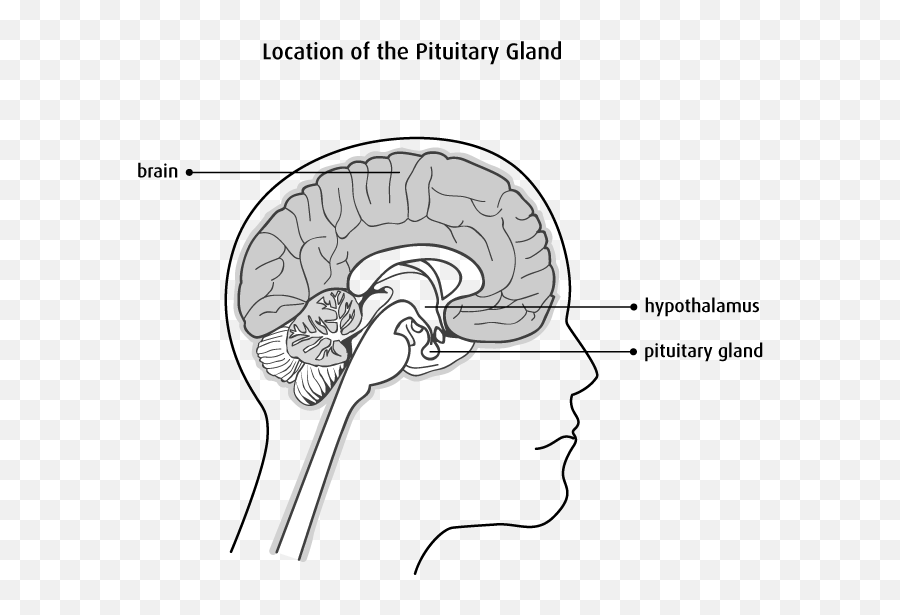 The Pituitary Gland - Pituitary Gland Emoji,Hypothalamus Emotions