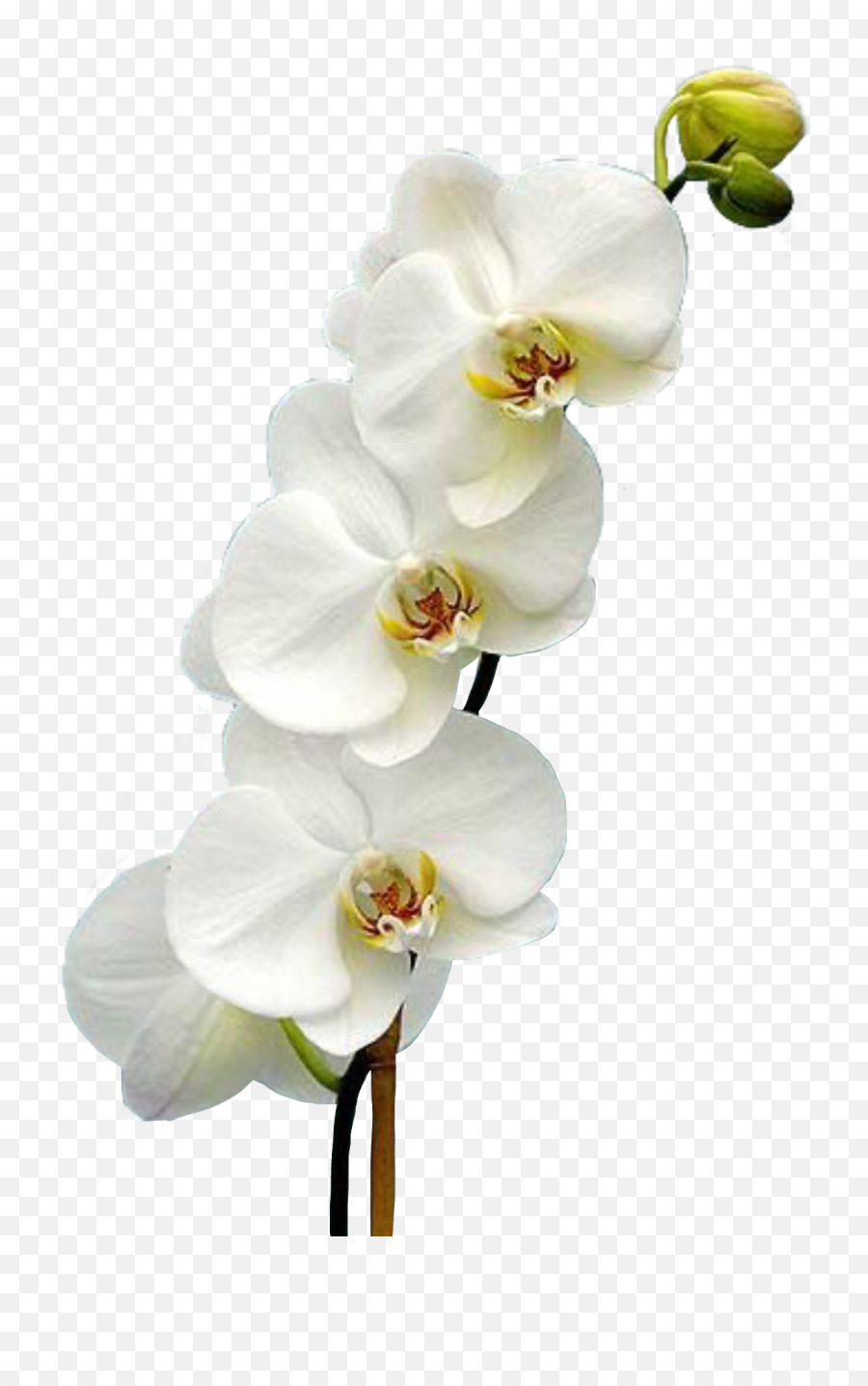Orchid Orquidea Orchidea Flower Sticker - Moth Orchid Emoji,Orchid Emoji