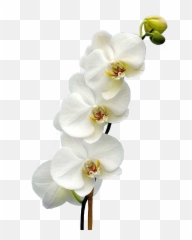 Orchid Orquidea Orchidea Flower Sticker - Moth Orchid Emoji,Orchid Emoji