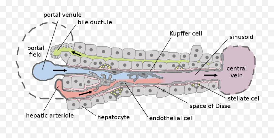 Liver - Wikiwand Emoji,Emotions Of The Spleenic Flexure