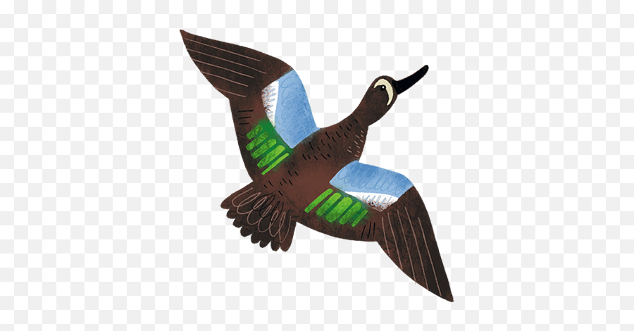 Texas Birds Sticker Pack - Duck Emoji,Goose Emoji Iphone