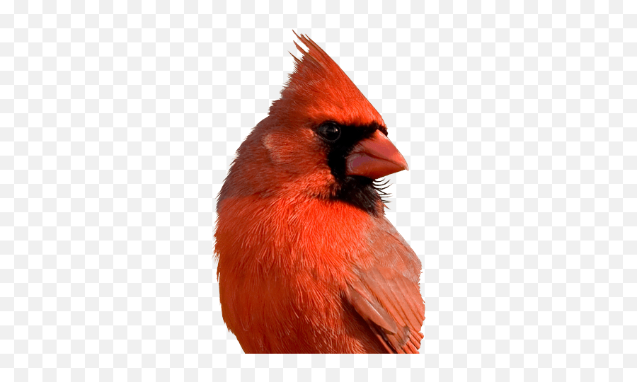 Download Cardinal Bird Png - Cardinals Face Emoji,Cardinal Bird Facebook Emoticon