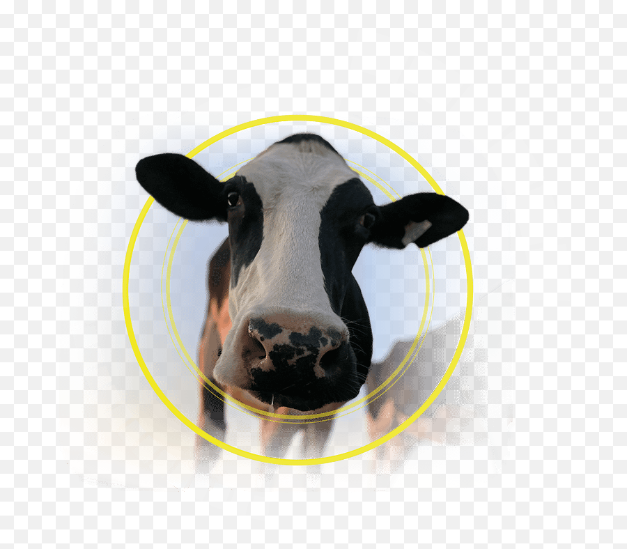 Icerobotics Powering A Sustainable Dairy Industry Emoji,Ice Cube Emoji