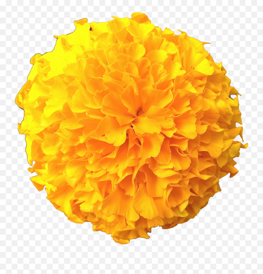 Marigold Flowers Png Pic Emoji,Free Bouquet Of Flowers Emoji