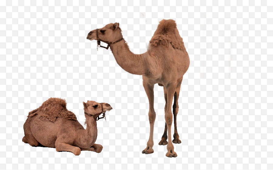 The Most Edited Camels Picsart Emoji,Desert Emoji\