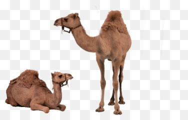 The Most Edited Camels Picsart Emoji,Desert Emoji\