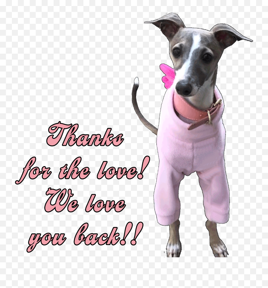 Italian Greyhound Sticker For Ios Android Giphy U2013 Cute766 - Dog Clothes Emoji,Auburn Emojis For Android