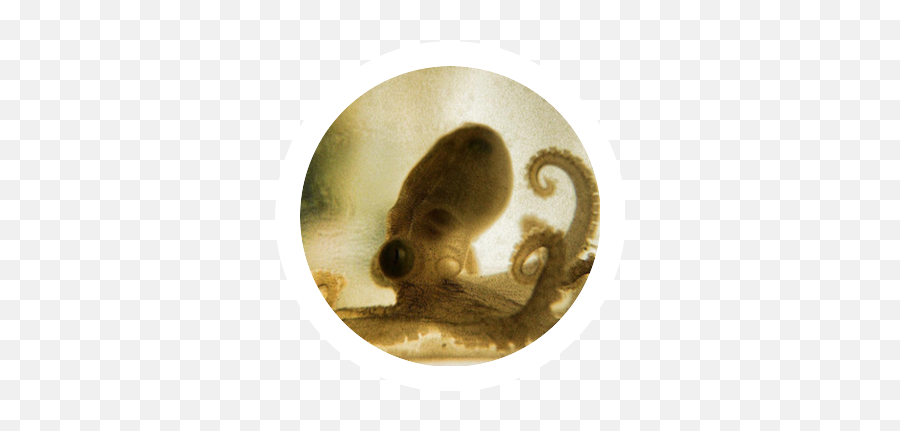 Female Profiles Showing 51 - Cephalopod Emoji,Octopus Capable Of Emotion