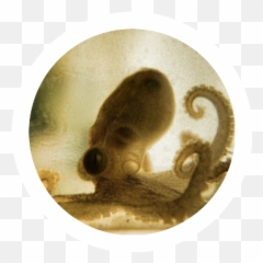 Female Profiles Showing 51 - Cephalopod Emoji,Octopus Capable Of Emotion