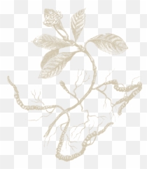 Root Beer Extract Pure Wholesale - Sketch Emoji,Emotions Are Not Root Beer