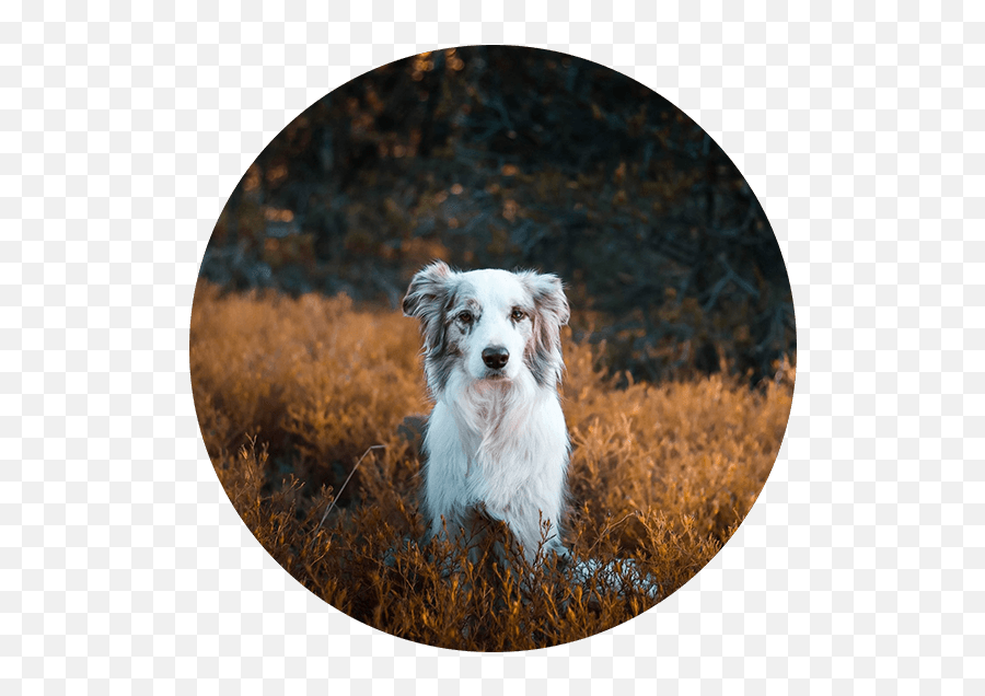 Reactivity Online Course - Spiritdog Training Miniature American Shepherd Emoji,Emotions Dog Ears Shapes