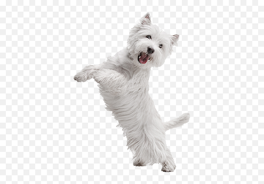 Home Page - Wags Dog Club White Dog White Background Emoji,Tail That Wags With Emotion