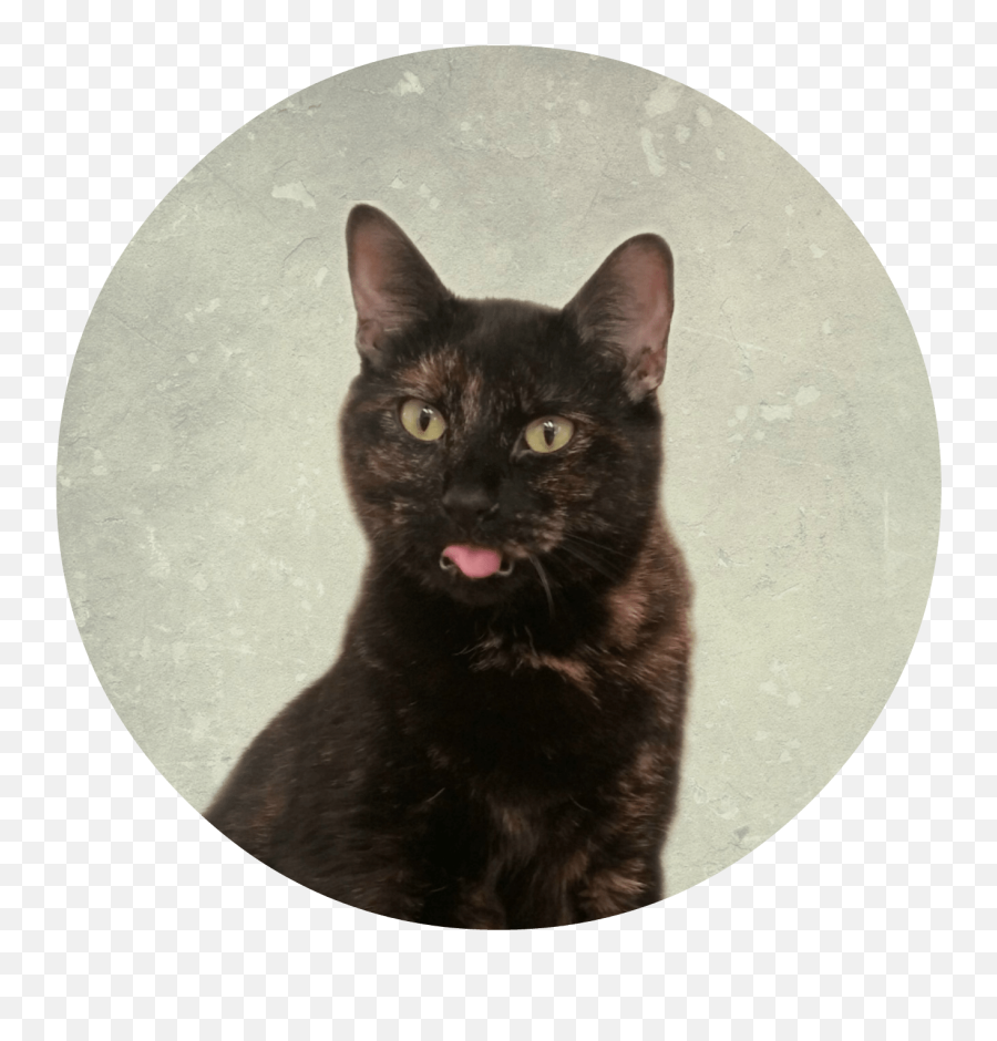 Cat Marketing In July - Cat Hustler Emoji,Cat Meme Emotion