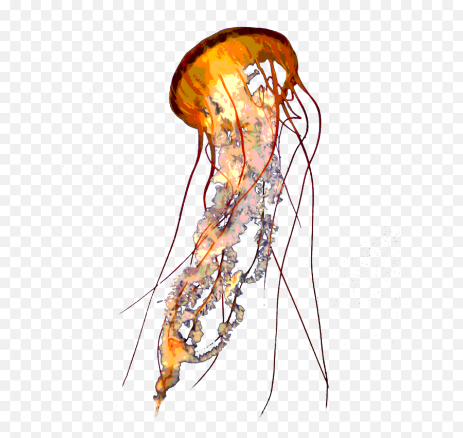 Jellyfish Png Resolution894x894 Transparent Png Image Emoji,Downloadable Emoticons Jellyfish