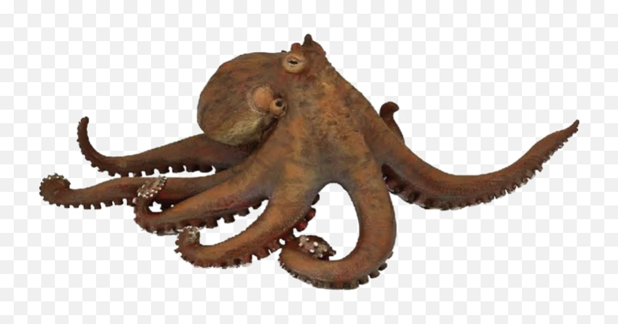 Octopus Transparent - Octopus Png Emoji,Octopus Emoji Png