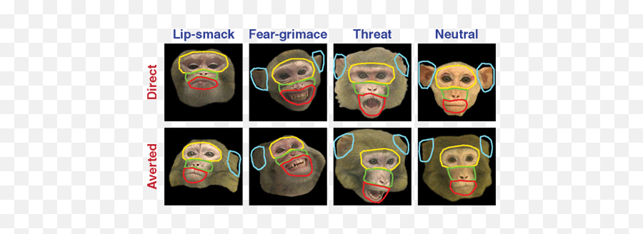 Individual Differences In Scanpaths - Fear Grimace In Macaques Emoji,Grimace Emotion