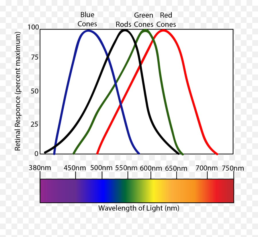 On The Basis Of Light - Arizona Vision Therapyarizona Vision Visible Light Cones Emoji,Different Emotions In Bruce Banner