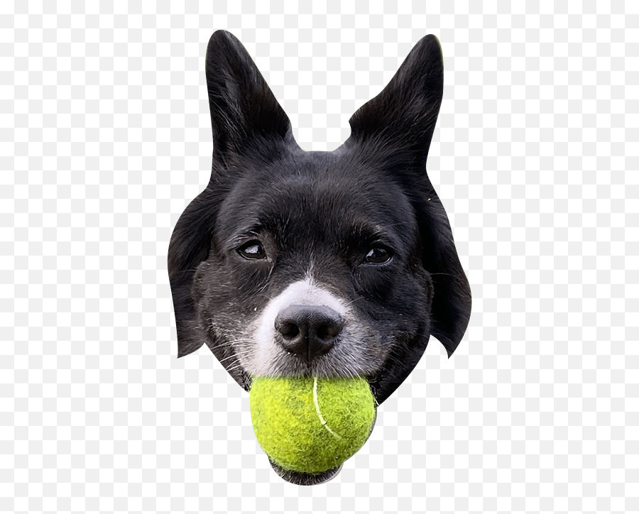 The Ceros Pet Calendar 2021 Digital - Dog Toy Emoji,Emoji Squeaky Ball Dog