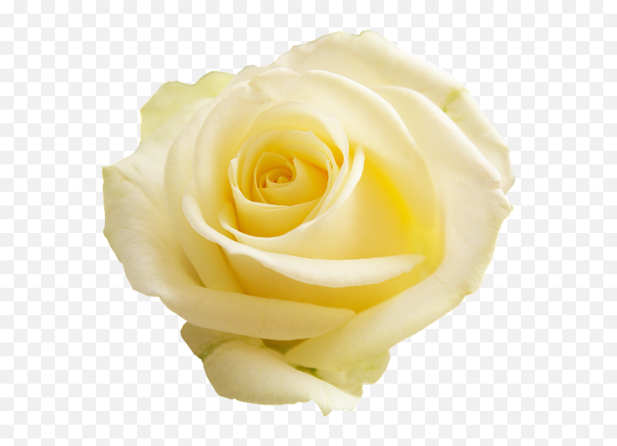 Png Transparent Background Flower - Fresh Emoji,Yellow Rose Emoji