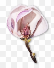 Magnolia Essential Oil Decléor International Emoji,Smooth Emotion