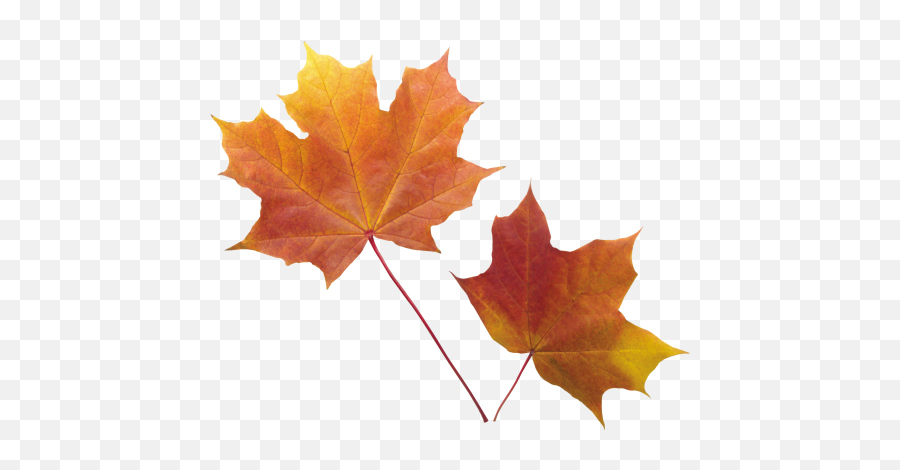 Download Green Leaves Png Image For Free - Autumn Transparent Background Leaves Png Emoji,Fall Leaf Emoticon