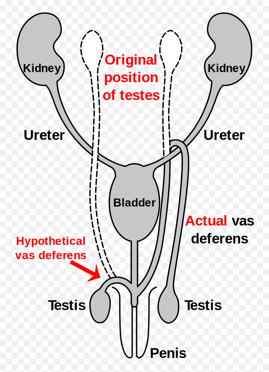 Evidence Of Common Descent - Ductus Deferens Ureter Evolution Emoji,Coevolution Layer Emotion