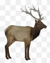 Deer Elk Reindeer Terrieasterly Sticker By Territales - Elk Emoji,Elk Emoji