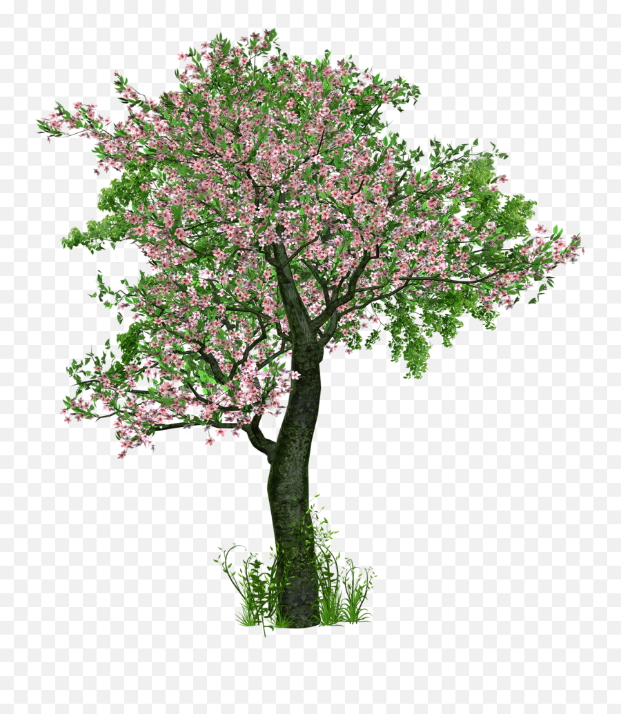 Deciduous Tree Png - Tree Deciduous Tree Flowers Png Image Transparent Flower Tree Png Emoji,Colorful Palm Trees With Emojis