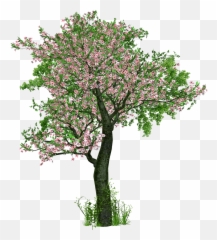 Deciduous Tree Png - Tree Deciduous Tree Flowers Png Image Transparent Flower Tree Png Emoji,Colorful Palm Trees With Emojis