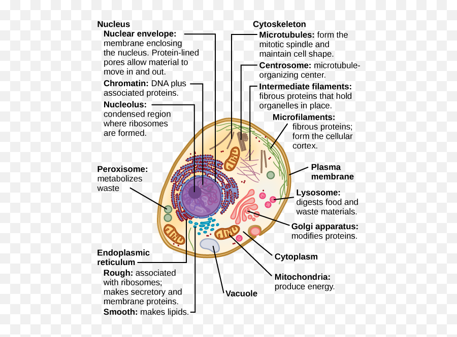 Introduction To Molecular And Cell Biology - Eukaryotic Cell Function Emoji,Tears From Different Emotions Look Different Under An Electron Microscope