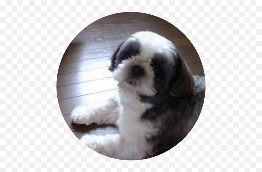 Shih Tzu Emoji,Carrabbas Italian Grill Smile Emoticon