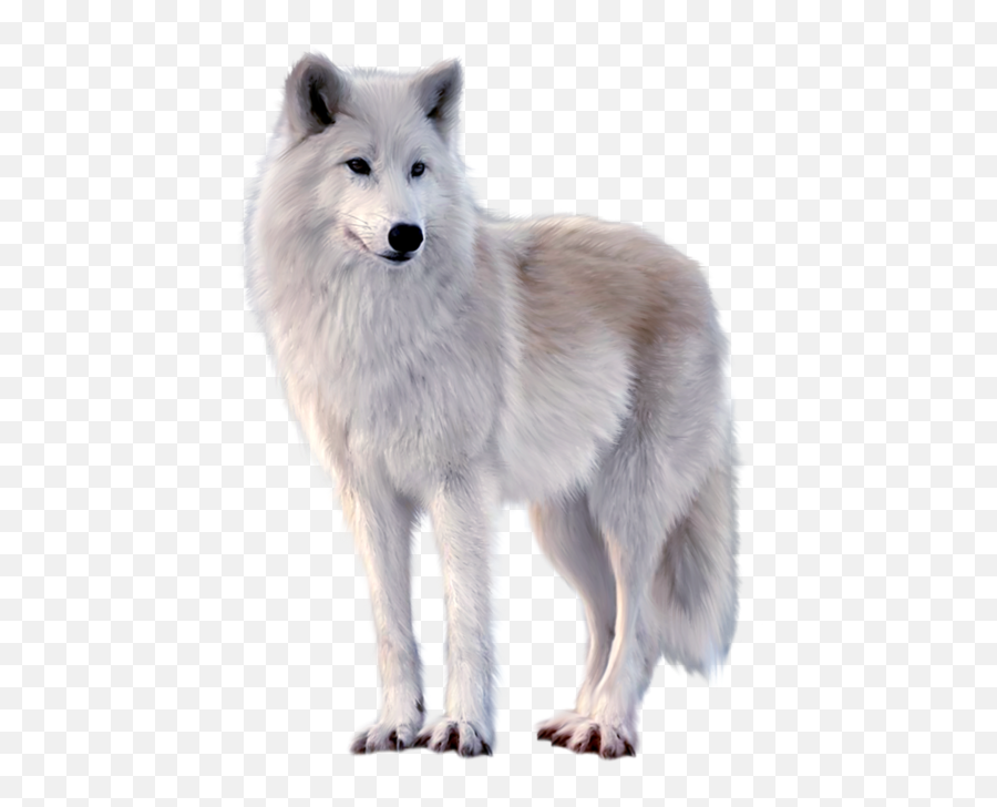 White Arctic Fox Png Transparent Hd Photo Png Mart Emoji,Fox Heart Emoji Transparent