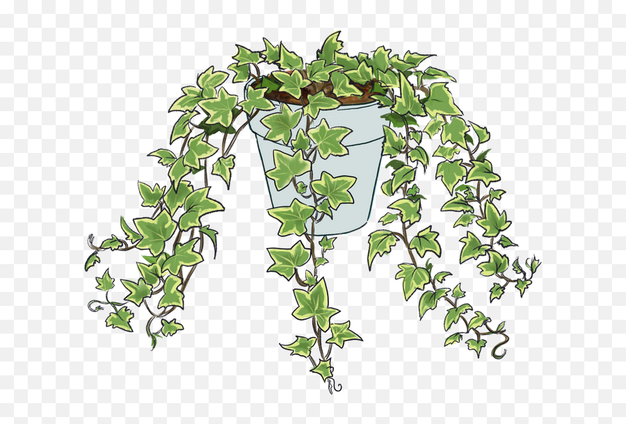 Clover Leaf Ivy Emoji,4 Clover Emoji
