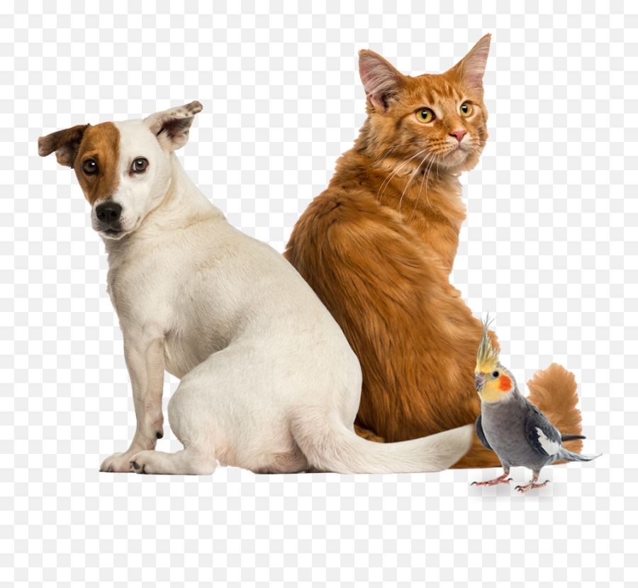 Centro Veterinário Midas Dog Pet Shop U2022 Pet Care - Sitting Cat Hip Dysplasia Emoji,Emoticon Fezes