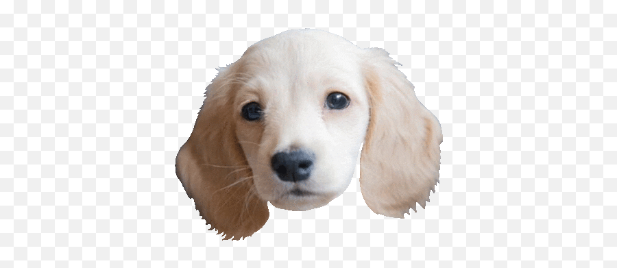 Dog Love Sticker By Chummy Chum Chums For Ios U0026 Android - Puppy Sticker Gif Emoji,Emoticon Stamp Gimp