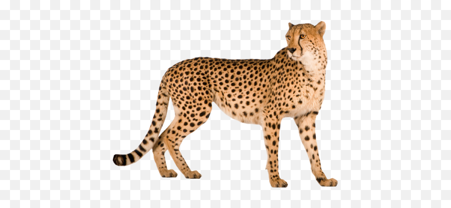 450x336 - Cheetah Png Emoji,Cheetah Emoji