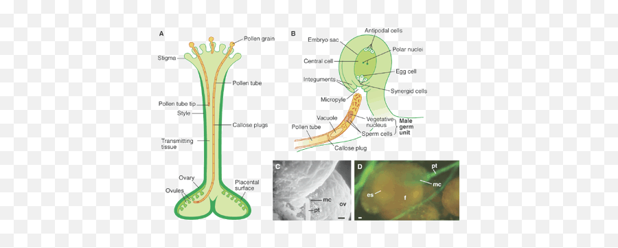 Pollen Tube Guidance - Does The Pollen Tube Grow Emoji,Entrance Ovary Emotion