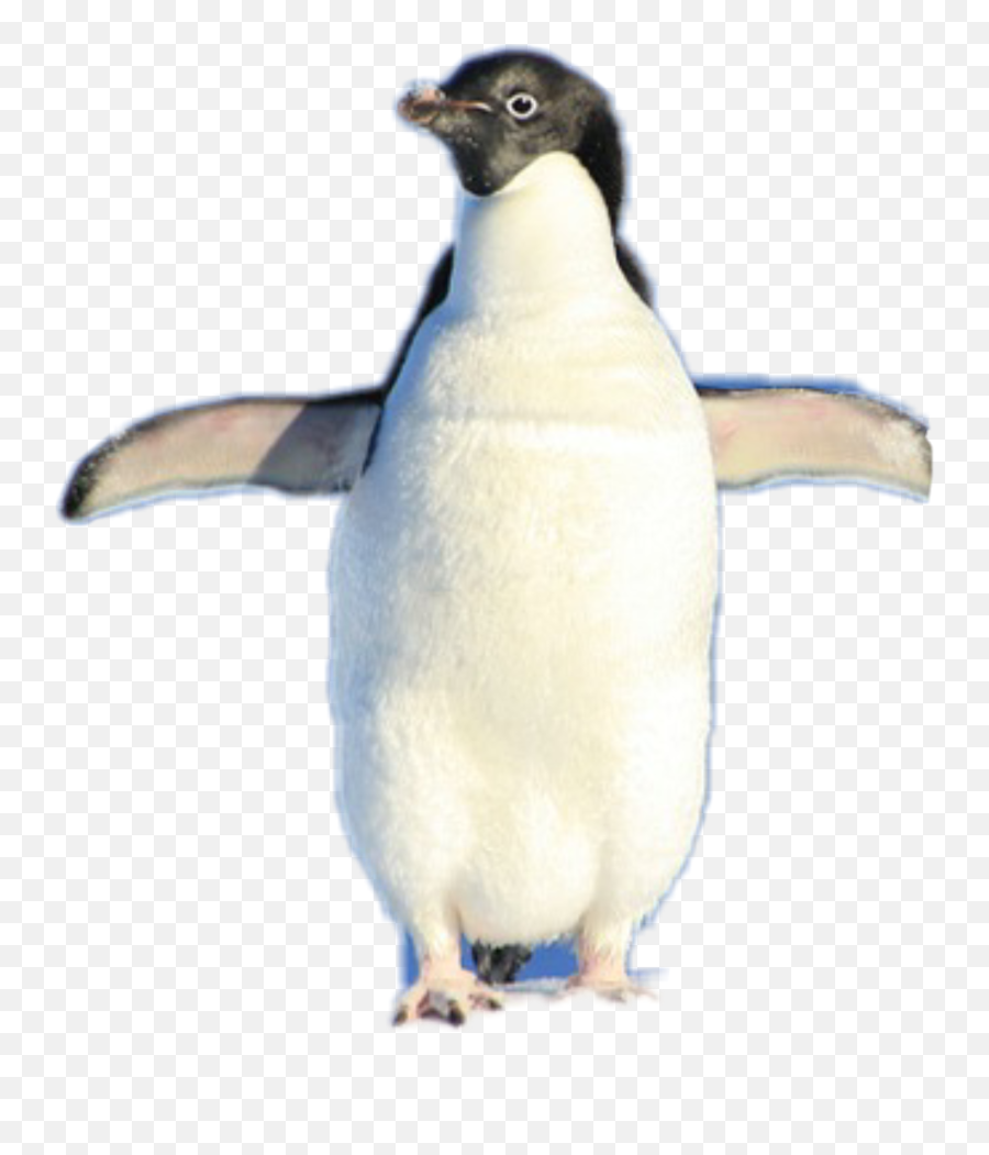 Discover Trending Pinguino Stickers Picsart - Portable Network Graphics Emoji,Emojis De Pinguinos