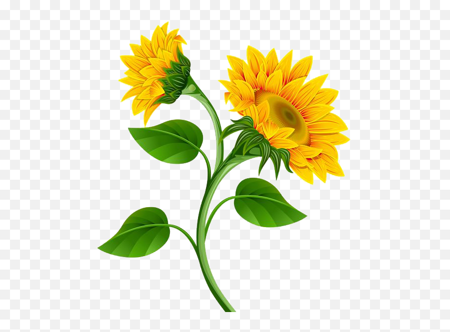 Download Sunflower Photo Hq Png Image Freepngimg - Transparent Background Sunflower Clipart Emoji,Sunflower Emoji